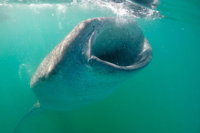 Small Group Whale Shark Snorkeling in La Paz BCS MX - Logistics