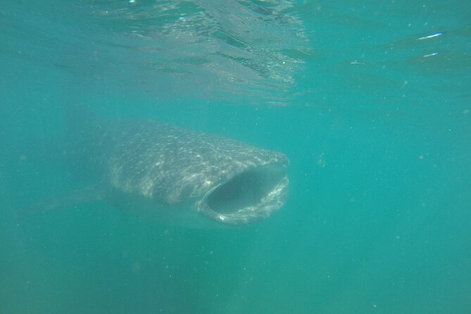Snorkel Tour With Whale Shark in La Paz - Reviews
