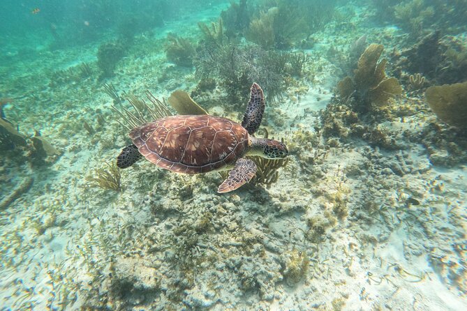 Snorkeling Guided Activity in Puerto Morelos Mexico - Tour Details