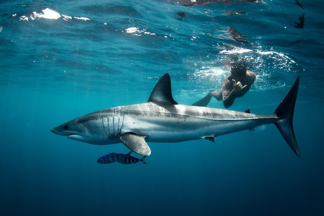 Snorkeling or Swimming With Sharks in Cabo San Lucas - Additional Information