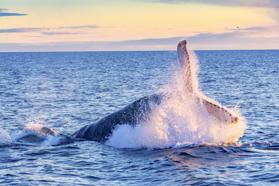 South Maui: Whale Watching Cruise Aboard Calypso - Experience Highlights