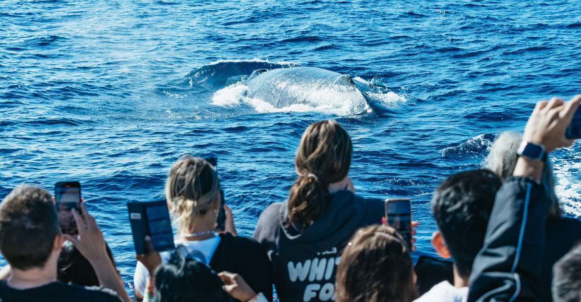Spirit of Gold Coast 2.5-Hour Whale Watching Tour - Experience Description