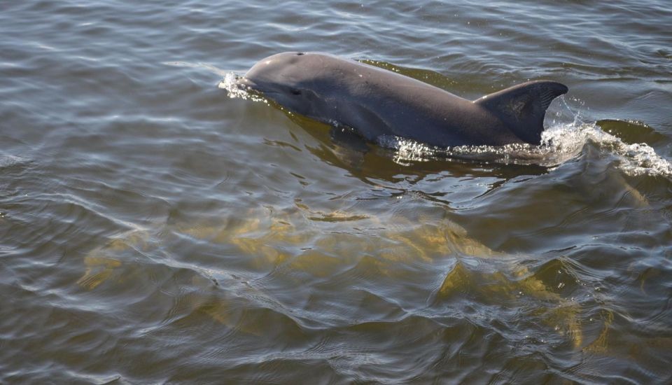 St. Augustine: Paddle Board Dolphin Adventure - Experience Highlights