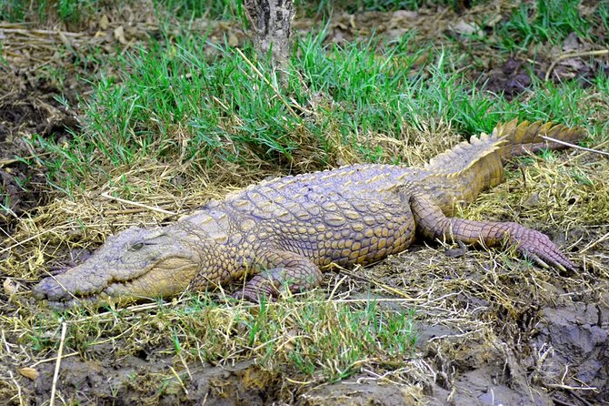 St Lucia Estuary Safari & Emdoneni Wild Cat Project Day Tour From Durban - Wildlife Encounters