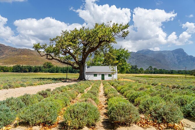 Stellenbosch Winelands Experience - Experience Highlights