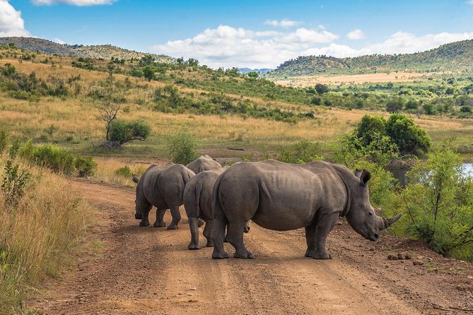 Sun City & Pilanesberg Game Reserve (Closed Vehicle) - Full-Day Itinerary