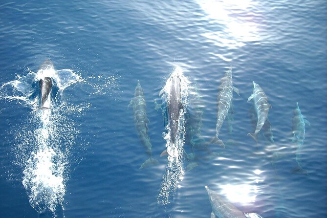 Sunset Dolphin Watching Boat Tour From Vrsar - Cancellation Policy