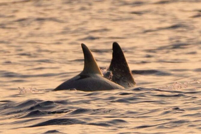 Sunset & Dolphins Private Boat Tour Around Brijuni Islands - Brijuni National Park Highlights