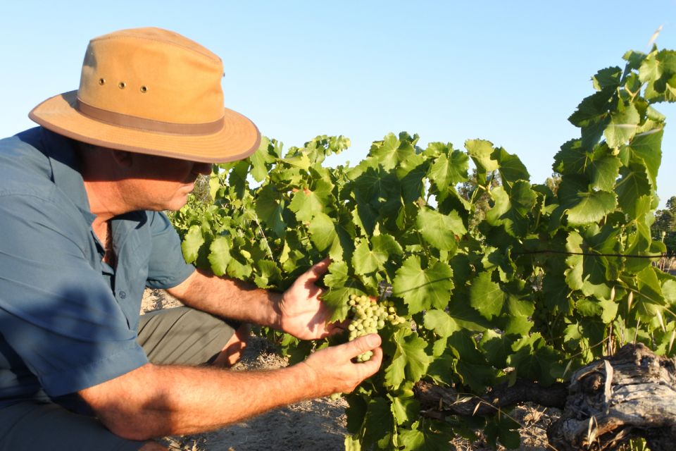 Swan Valley Wine Discovery: Private Tour From Perth - Tour Highlights