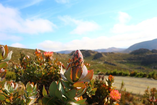 Swartberg Sunset Tour and Dinner - Customer Reviews