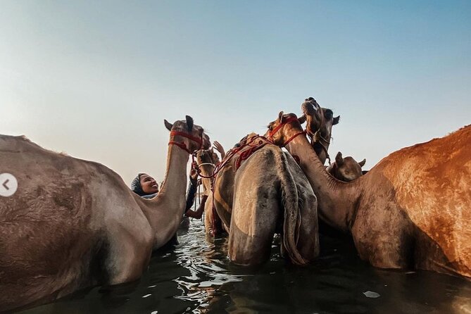 Swimming With Race Camels Experience - Inclusions
