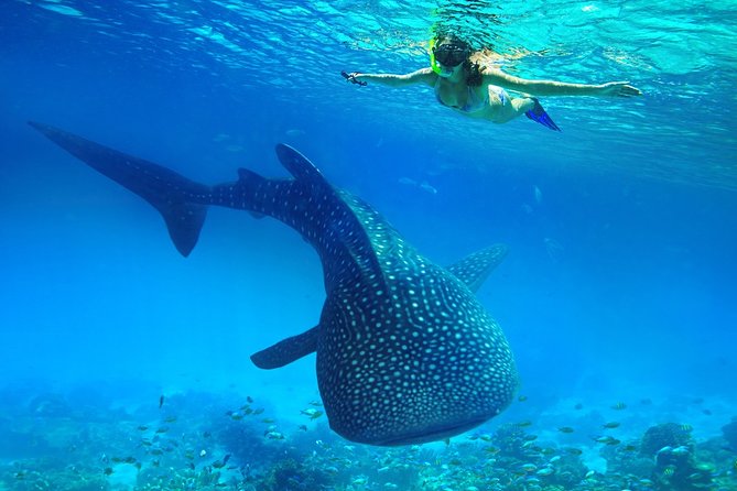 Swimming With Whale Sharks and Island-Hopping to Sumilon Island - Logistics