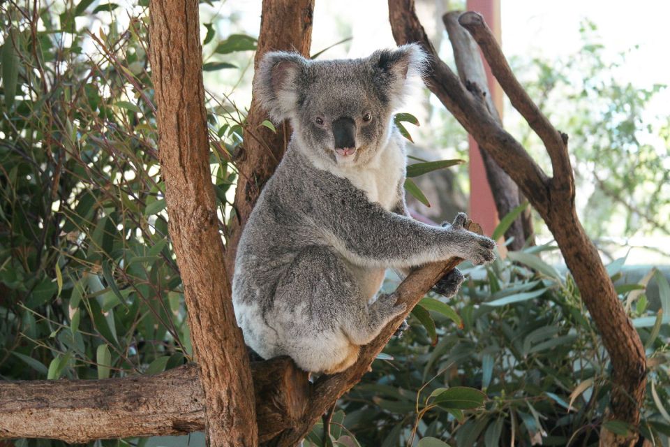 Sydney: Harbour Cruise and Taronga Zoo - Inclusions and Experience