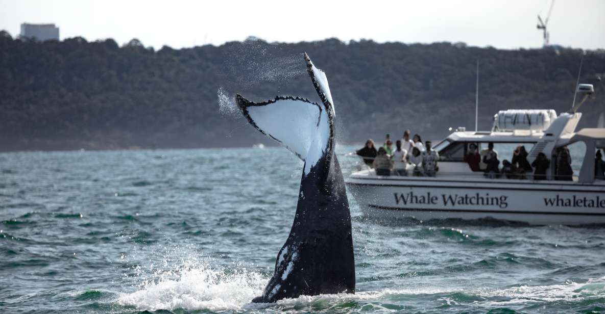 Sydney: Ocean Whale Watching Experience - Itinerary