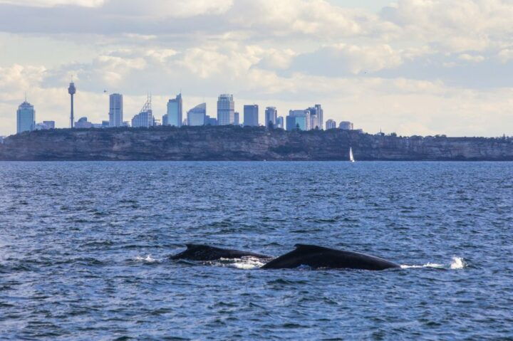 Sydney: Whale Watching Explorer Cruise - Cruise Features and Highlights