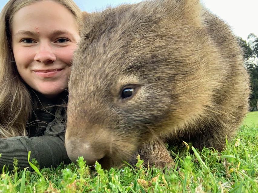 Sydney: Wild Wombats and Kangaroo Experience - Highlights