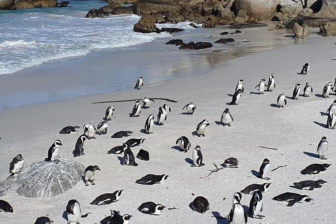 Table Mountain,Cape Point & Penguins Shared Tour, From Cape Town - Booking and Reservation Process