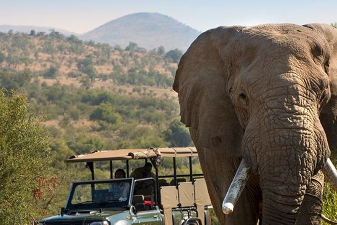 Tala Game Reserve, Phezulu Safari & Natal Lion Park Full Day Tour From Durban - Captivating Visuals