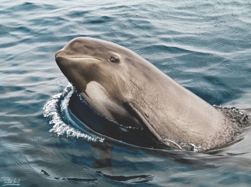 Tarifa: Whale & Dolphin Watching in the Strait of Gibraltar - Inclusions and Meeting Point