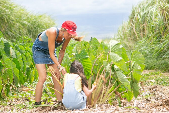 Taste of Hawaii: A Maui Farm Tour - Farm Tour Logistics