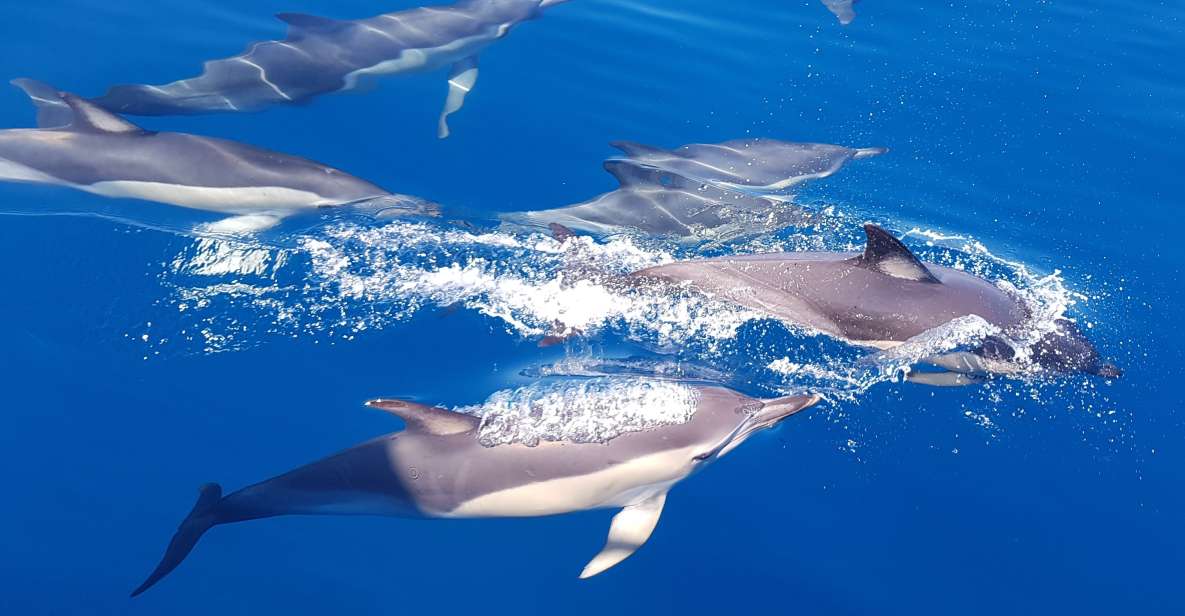 Tauranga: Guided Dolphin and Wildlife Watching Cruise - Experience Highlights