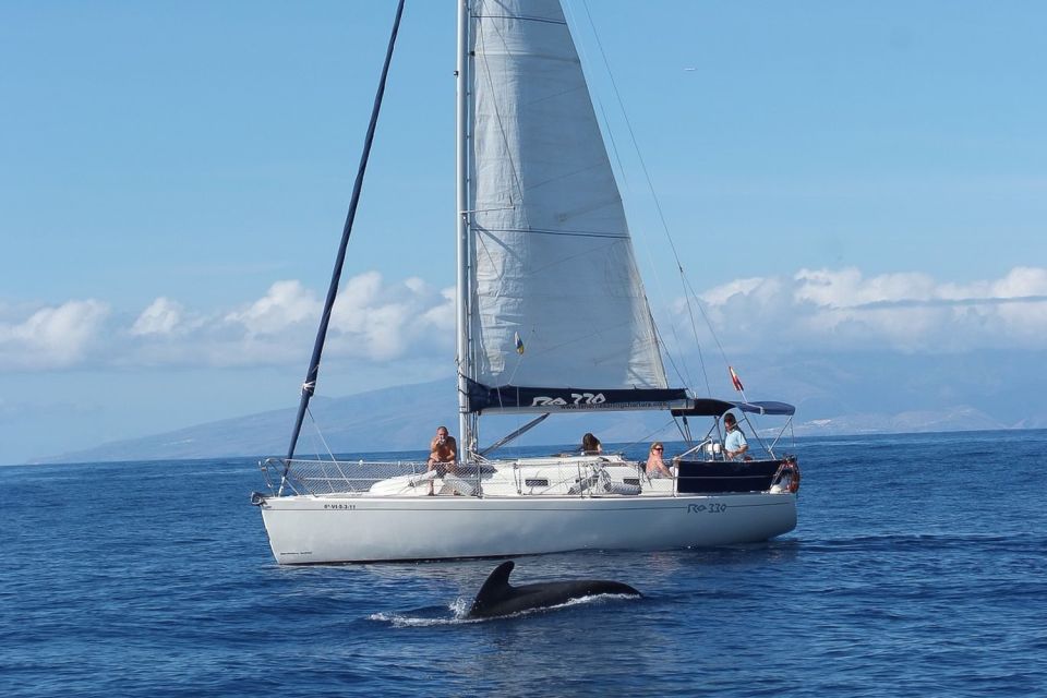 Tenerife: 3 &-6 Hour Private Whale & Dolphin Watching - Experience Highlights