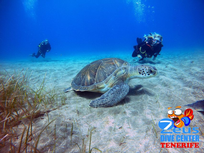 Tenerife: Abades Beach Beginner Diving Experience - Experience Highlights