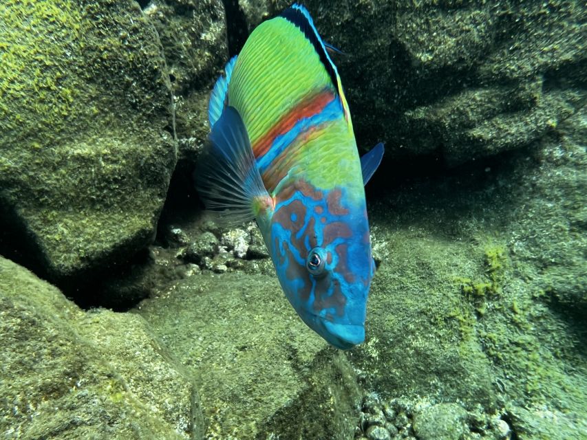 Tenerife : Diving License in One Day - Experience Highlights