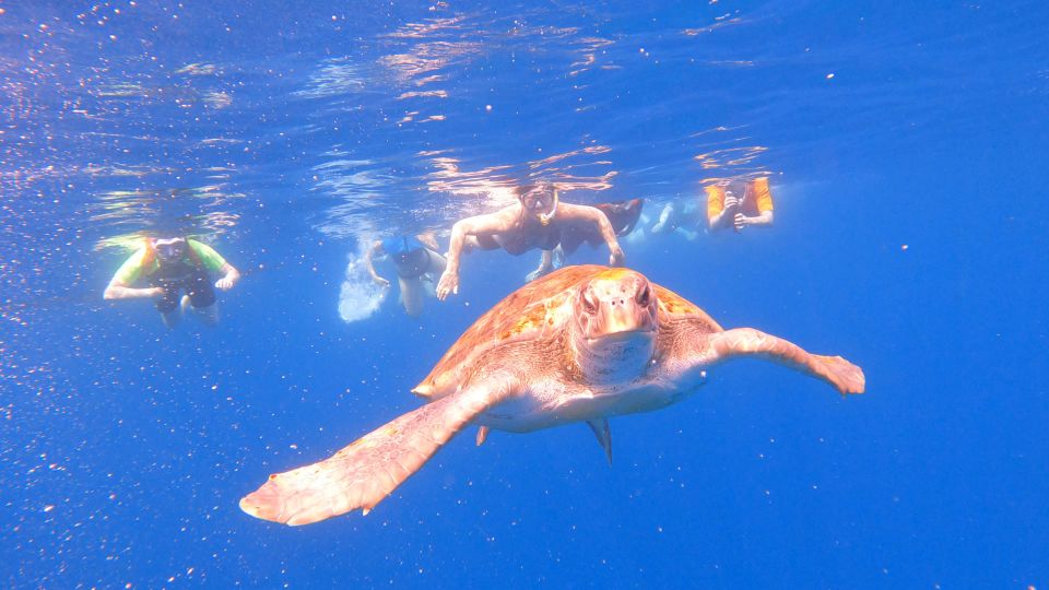 Tenerife: Kayak and Snorkel With Turtles - Activity Details: Kayak and Snorkel With Turtles
