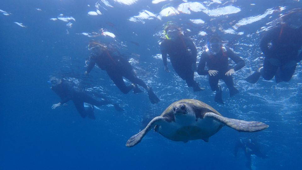 Tenerife: Kayaking and Snorkeling With Turtles - Experience Description