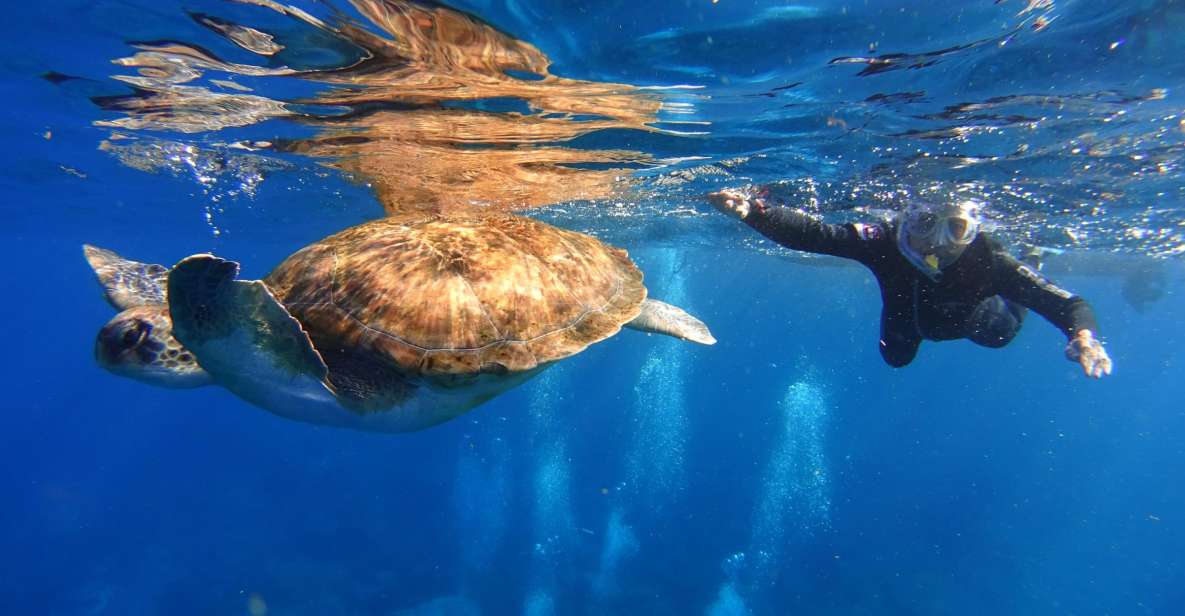 Tenerife: Snorkel With Turtles - Activity Highlights