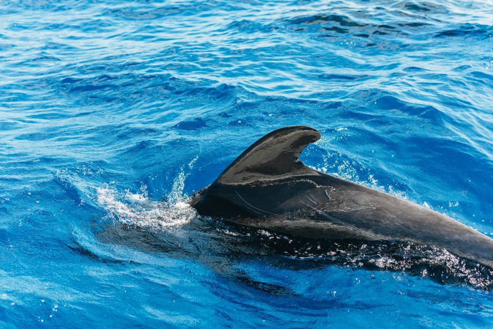 Tenerife: Whale & Dolphin Watching With Drinks and Snacks - Experience Highlights