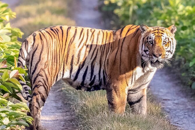 Tiger Tracking Nepal (Chitwan National Park) - Pricing Information for Tiger Tracking