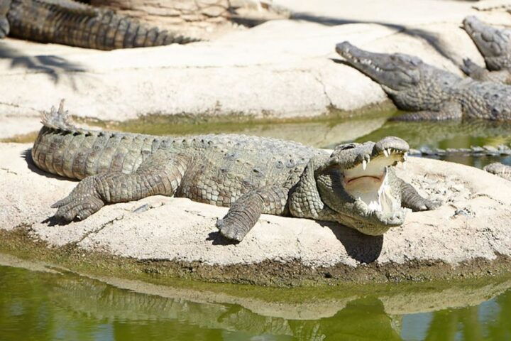 Torremolinos: Crocodile Park Entrance Ticket - Tour Experience