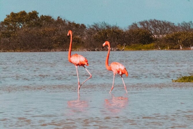 Tour to the Pink Lagoons & Río Lagartos From Merida - Booking Information