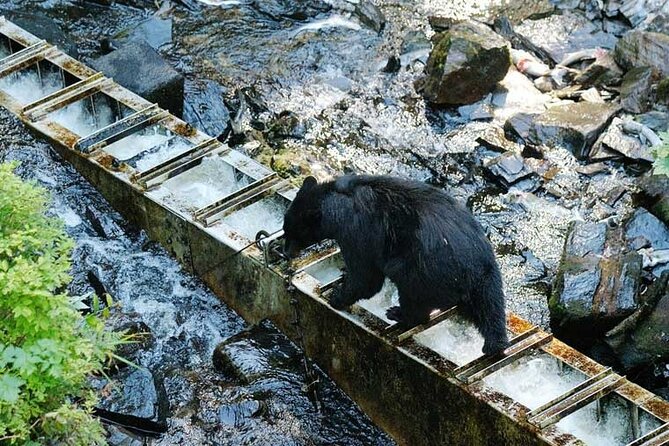 Traitors Cove Bear Viewing in Ketchikan, Alaska - Getting to Traitors Cove