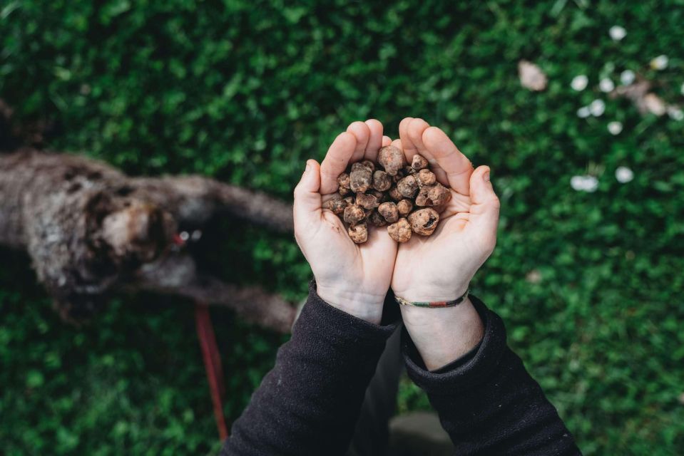 Truffle Hunt in Chianti and Cooking Class With Sunset Dinner - Duration and Itinerary