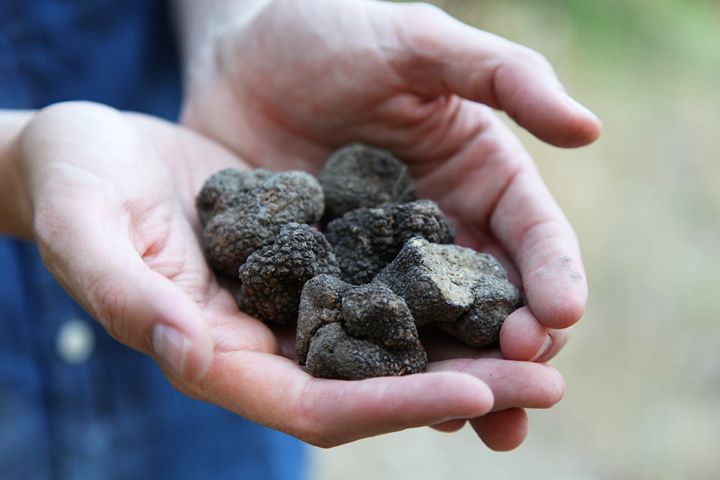 Truffle Hunting in Provence - Tour Details and Booking Information