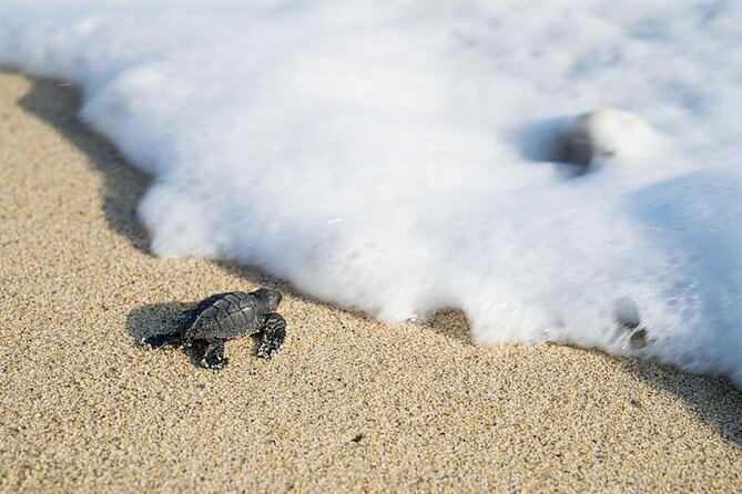 Turtle Release Playa Blanca - Pricing Details and Value Assessment