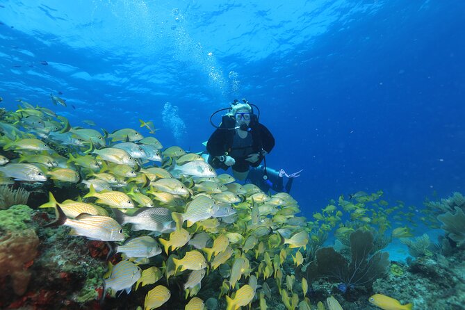 Two Tanks Scuba Diving for Beginners in Cancun - Inclusions and Logistics