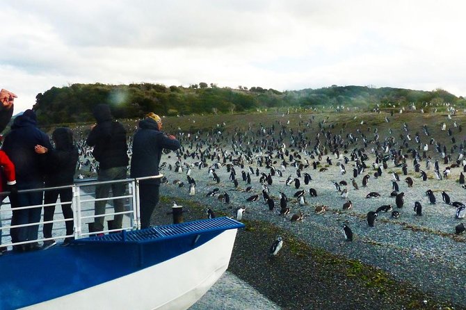 Ushuaia: Beagle Channel Navigation to the Pingüinera - Encounter Wildlife in Their Habitat