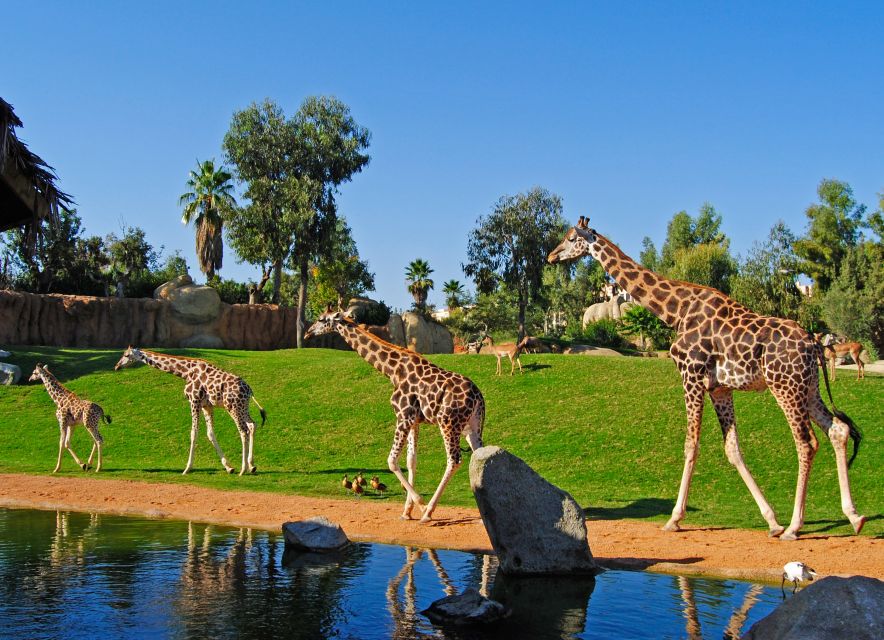 Valencia: Bioparc Valencia Admission Ticket - Inclusions