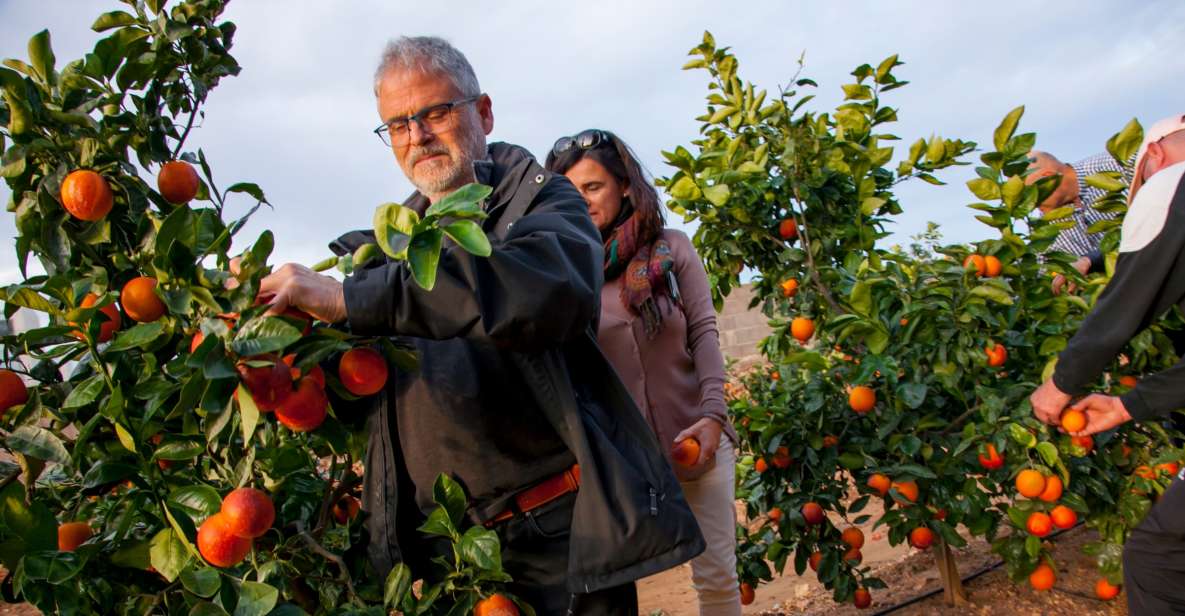 Valencia: Orange Farm and Orchard Trip With Tastings - Provider Information and Location