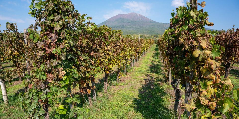 Vesuvius Valley and Pompeii With Wine Taste and Lunch by Van - Activity Highlights