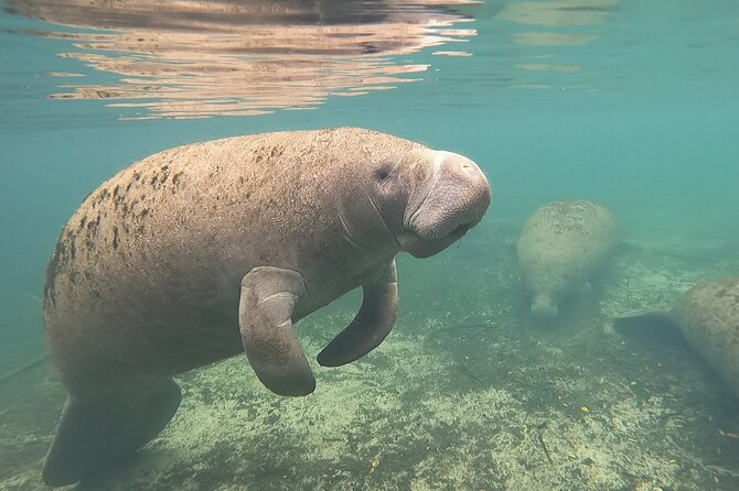 VIP Private Boat Manatee Snorkel Tour With In-Water Guide and Photograper - Booking Information