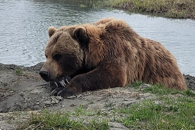 VIP Tour From Anchorage to Alaska Wildlife Conservation Center - VIP Package Inclusions