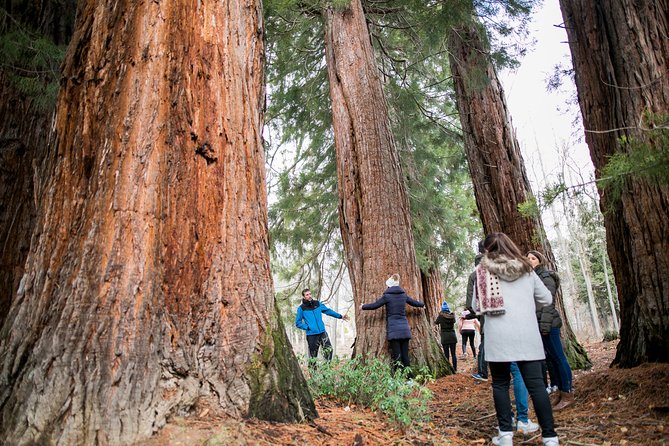 Visit to the Redwoods of La Losa - Location and Duration