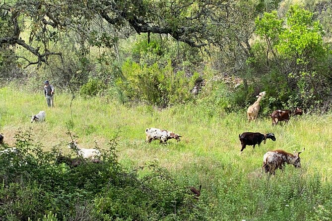 Walk in the Hills With Goat Herder-Local Honey, Wine and Cheese Tasting - Local Honey Sampling