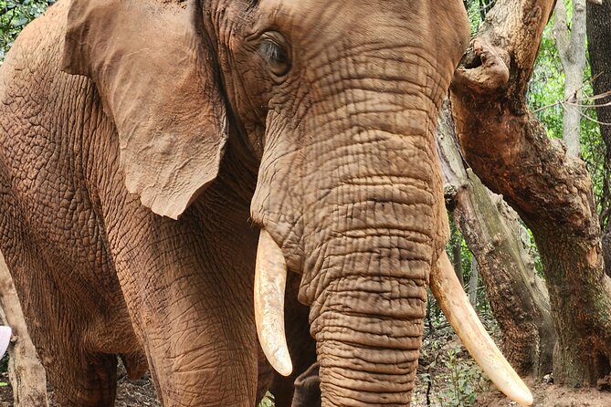 Walk With Elephants Experience Plus Monkey Forest Walk - Seamless Traveler Pickup Service