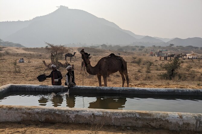 Walking Sightseeing Tour - The Shine Pushkar - End Point and Return Location